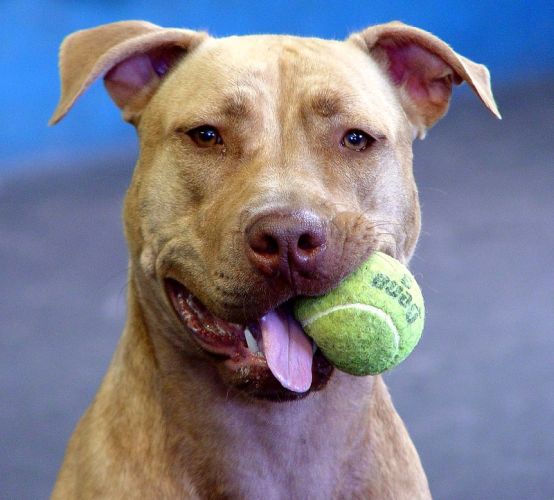 A portrait photo of a terrier holding a dirty tennis ball in one side of it's mouth with it's tongue hanging out.