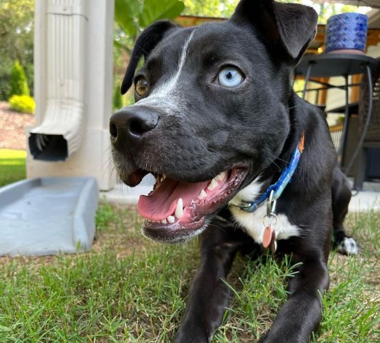 A terrier-husky mix with different colored eyes plays in the grass with it's tongue hanging out