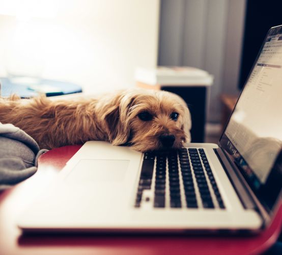 A long-haired terrier resting it's head on a laptop while looking at the camera